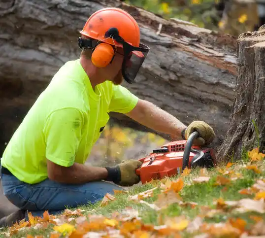 tree services Lowellville